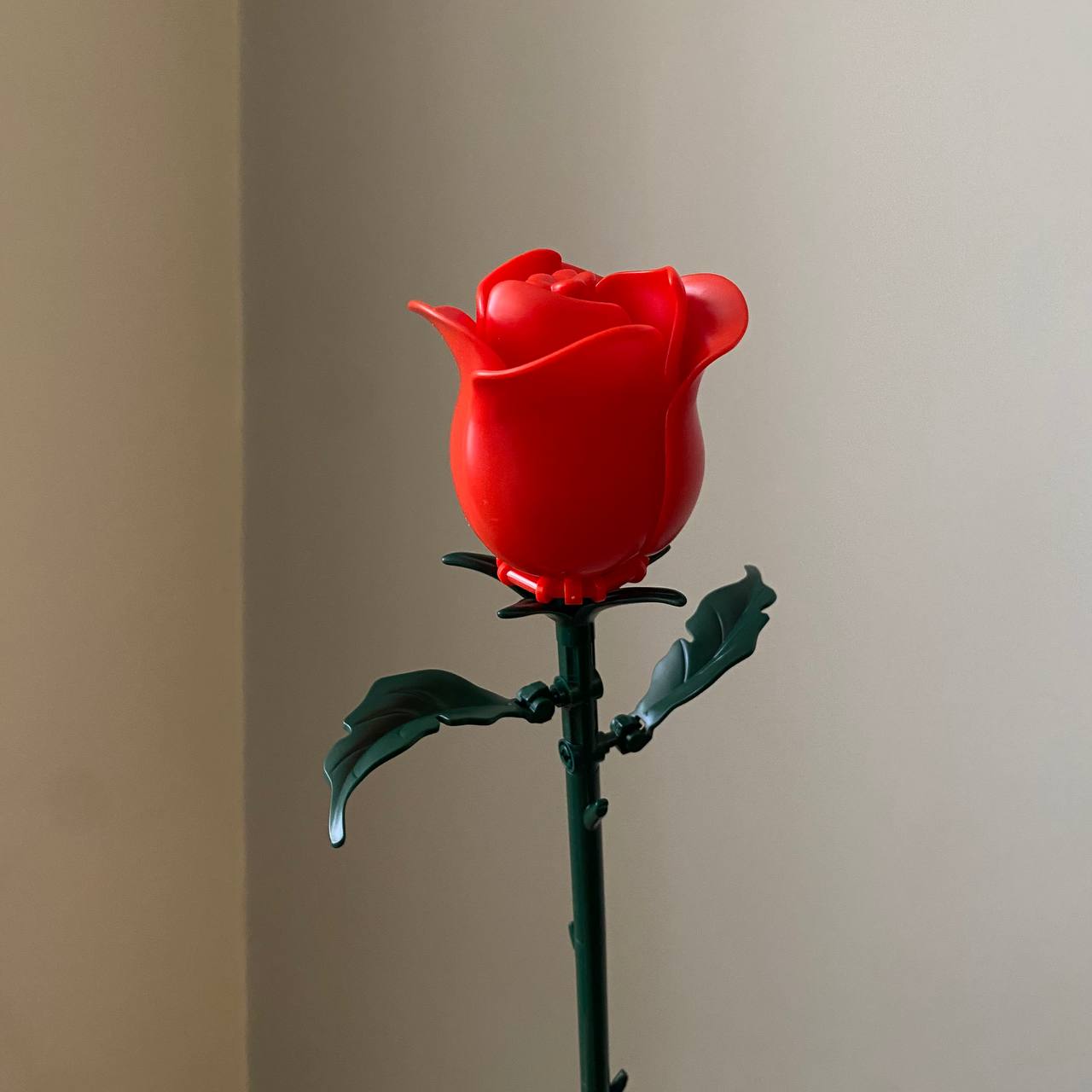 گل رز لگویی